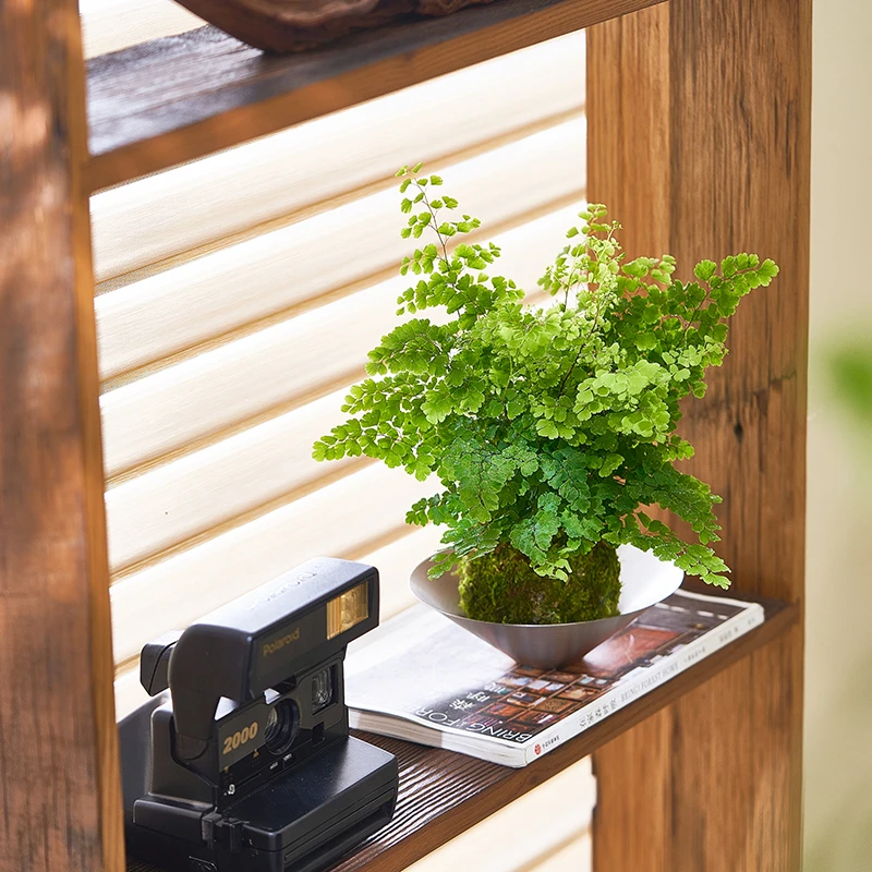 铁线蕨苔藓球室内卫生间净化空气吸甲醛好养活办公室四季常青绿植