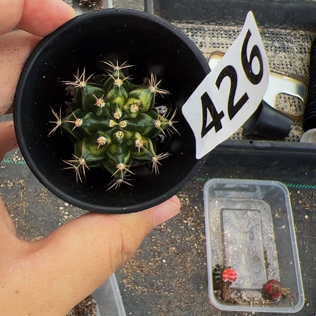 当前无花栽培后可以开花426