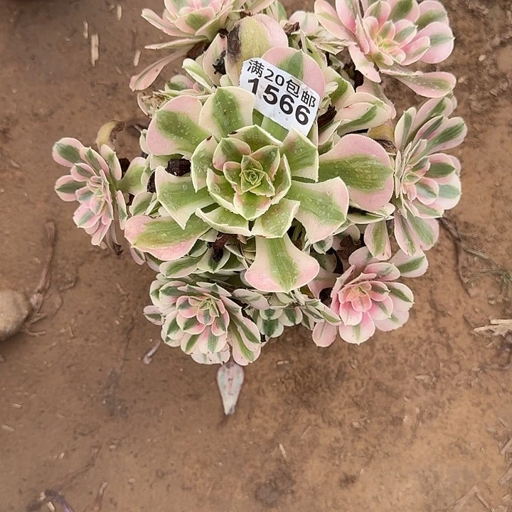 1566粉女巫多肉植物