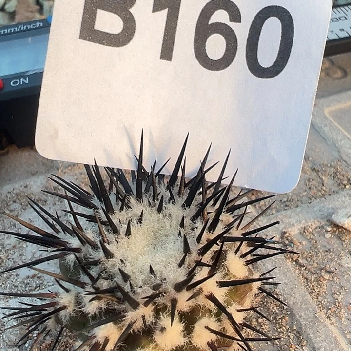 黑王。一代侧。 160