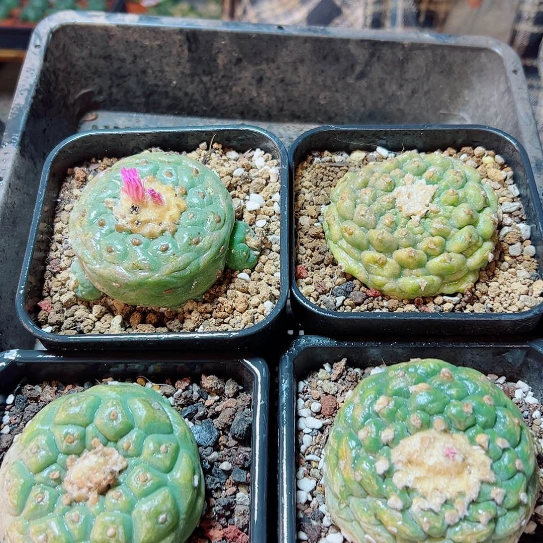 自根银7.2公分1颗