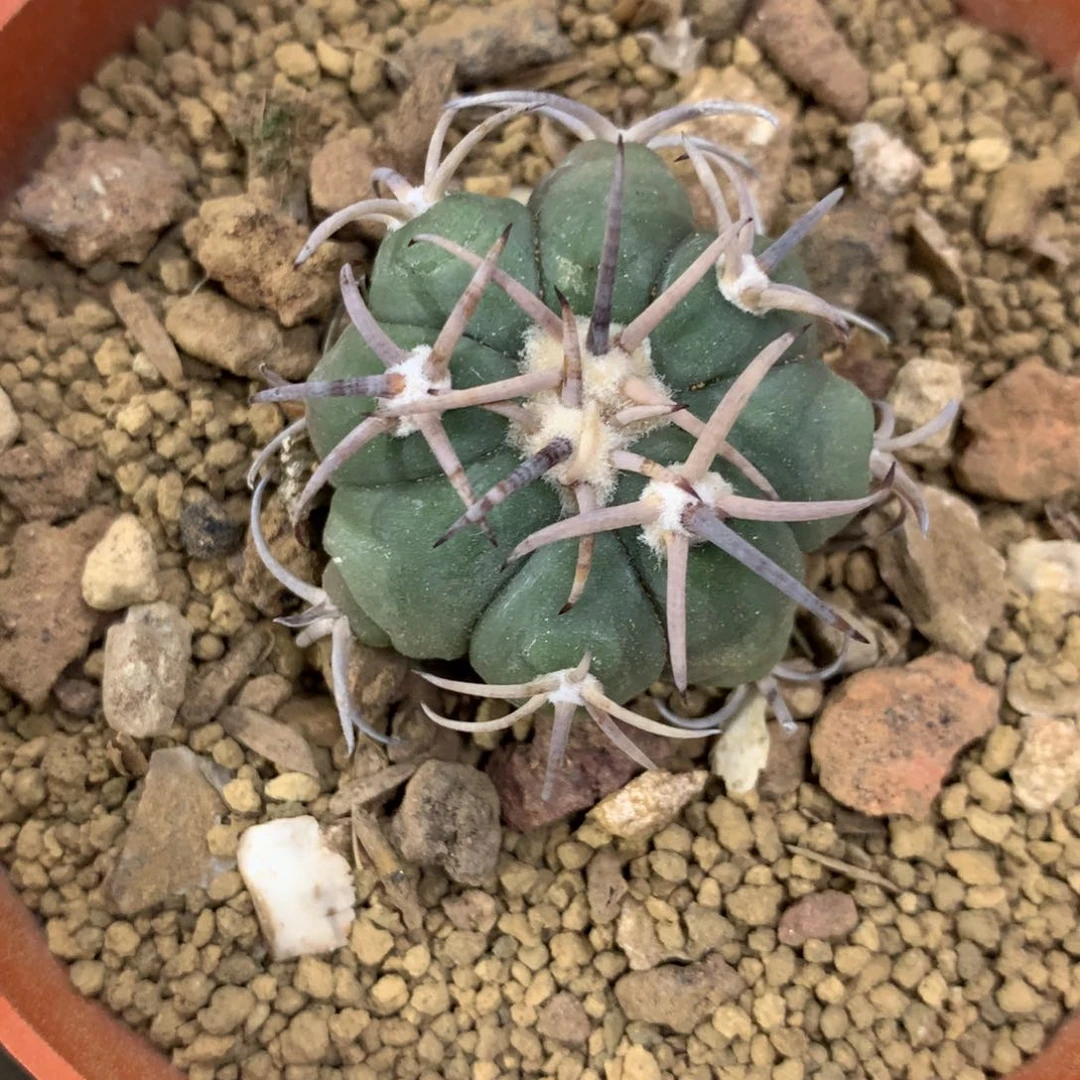 b****8开播福利实生仙人球仙人球