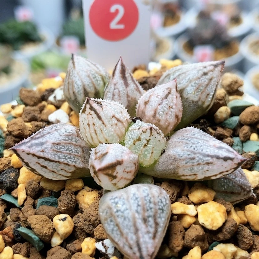 【闪购商品】2全窗皇妃