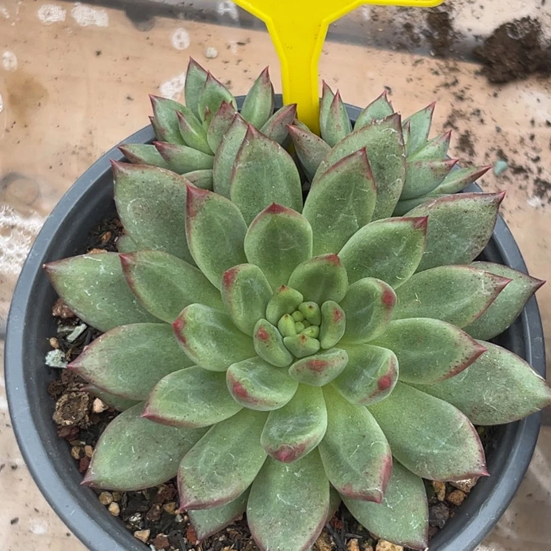 多肉植物一物一拍594