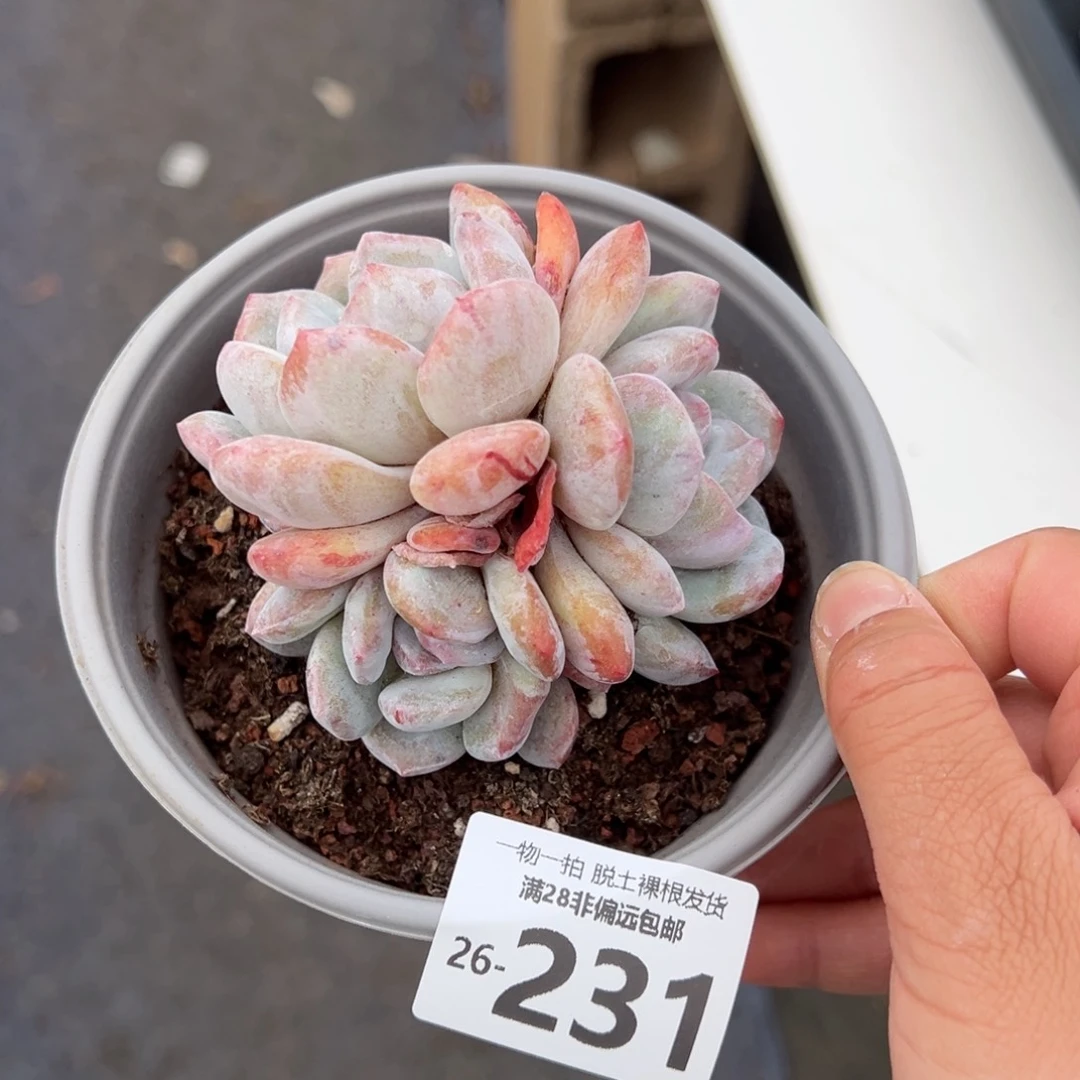 石化石榴籽多肉多肉多肉多肉