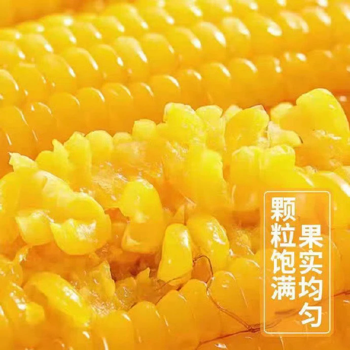 2025年头茬黄糯玉米透明袋整箱6斤/10根平均每支280克（试吃2根）