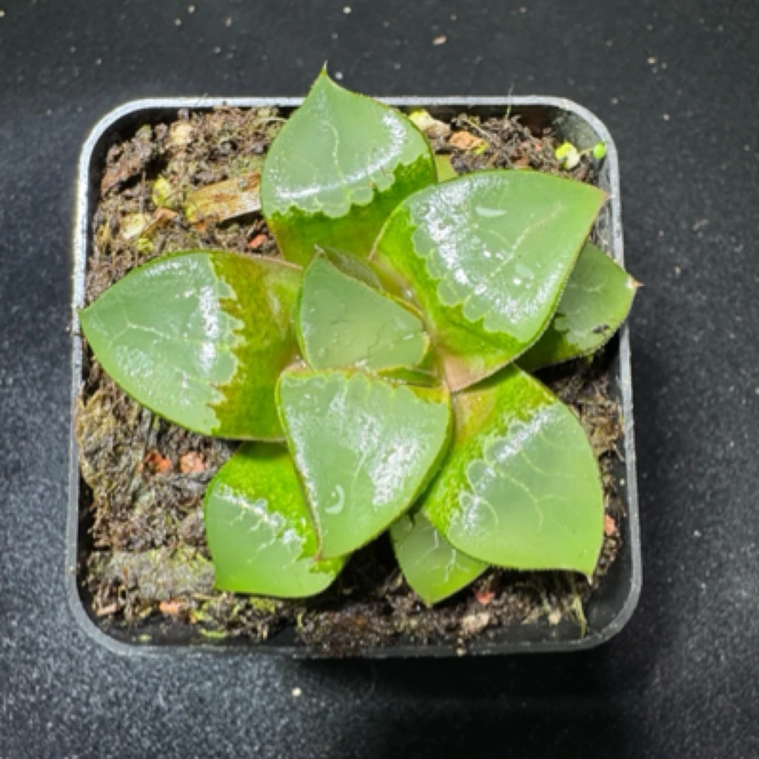 多肉玉露十二卷 龙喜寿 室内外好养盆栽 带盆土拼满18包邮发货