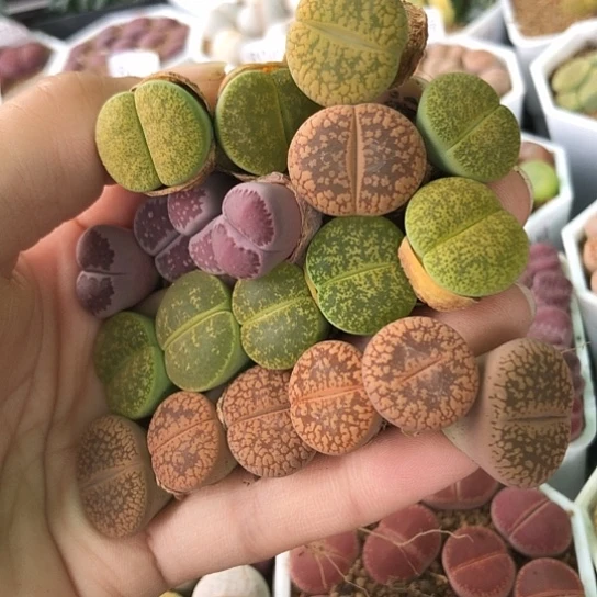 7581，母本优选特价