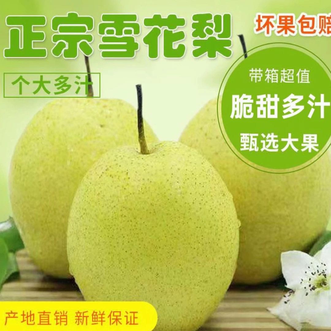 新鲜雪梨可熬梨水食用多汁清甜的美味水果