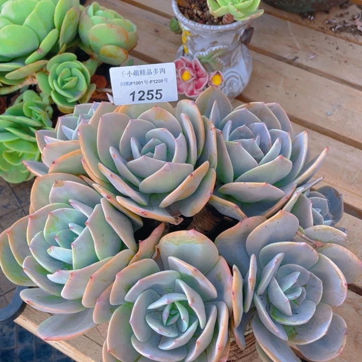 谢谢你的支持000001255