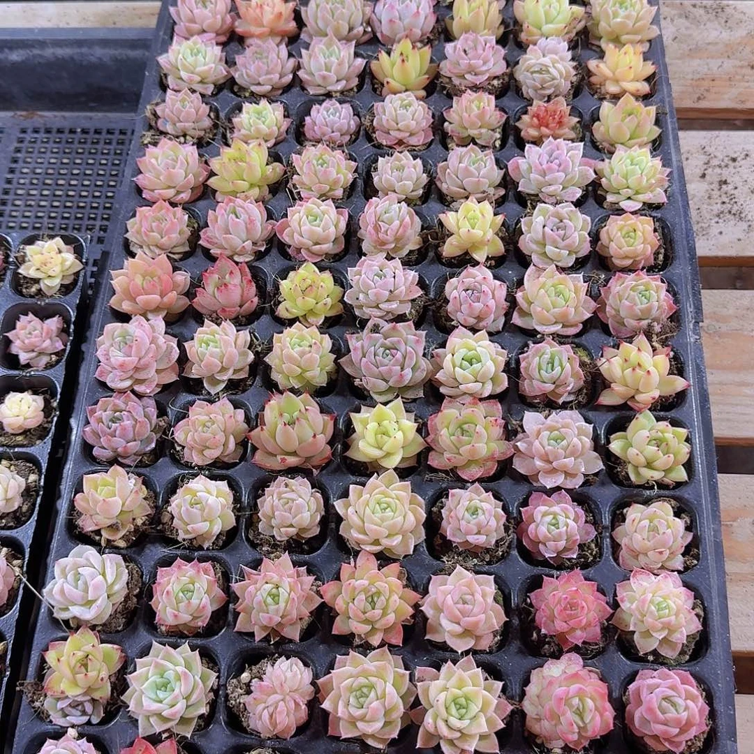 直播福利一物一拍527