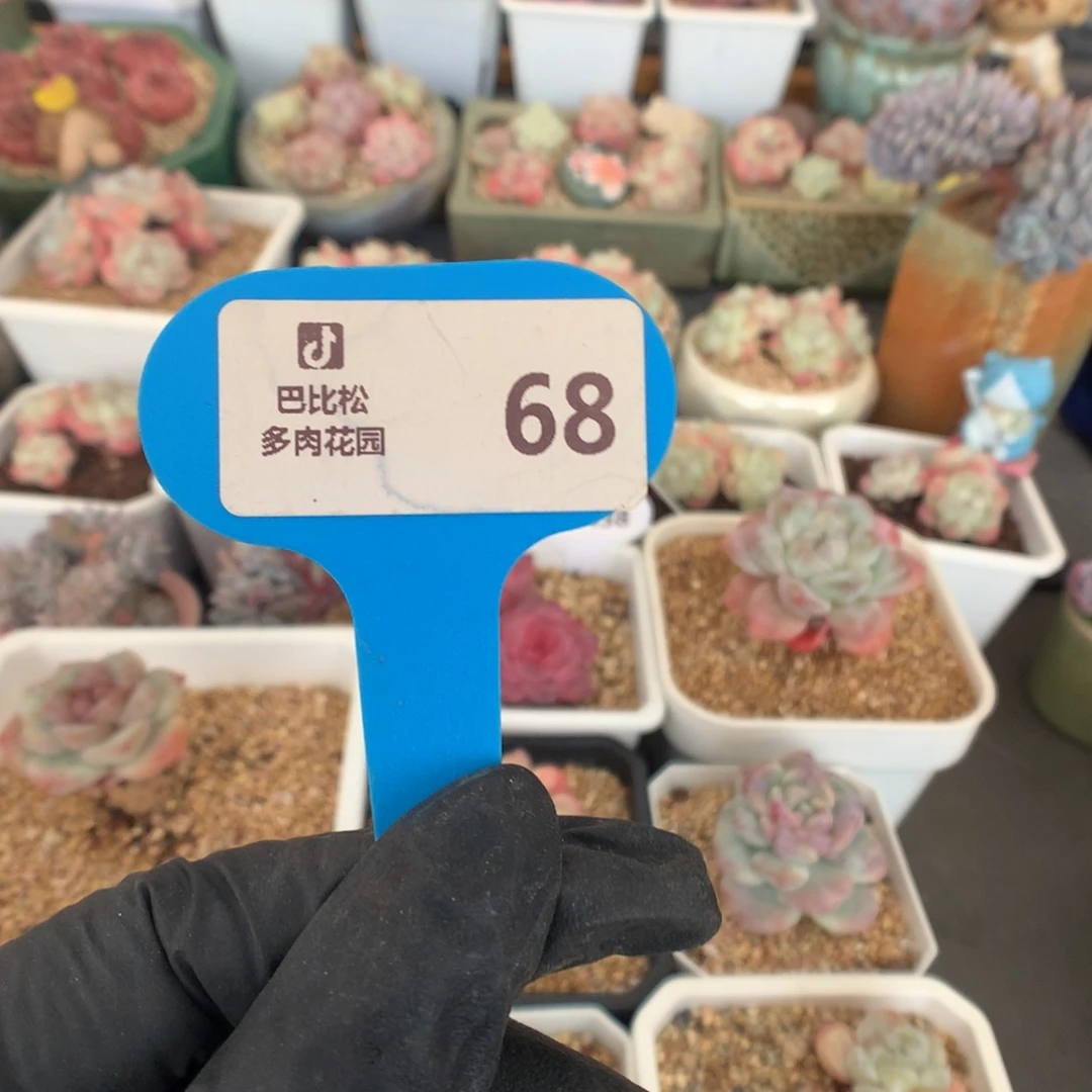 菁***菁68 盆扣除14 剩121