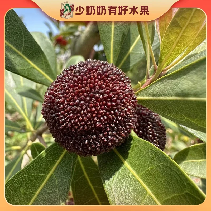 云南当季新鲜东魁杨/梅大果礼盒包装【少奶奶 坏果包赔】