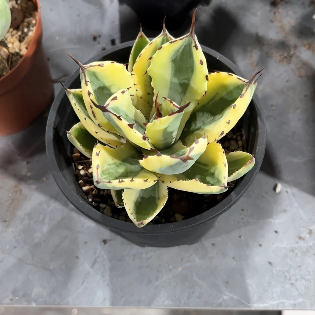 瑞*沙漠之钻20米出