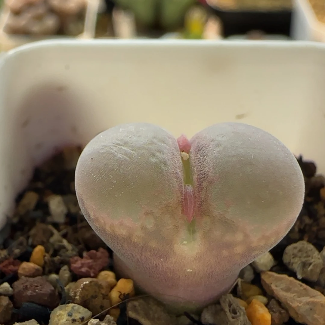 【闪购商品】1166 当天28包邮非偏远