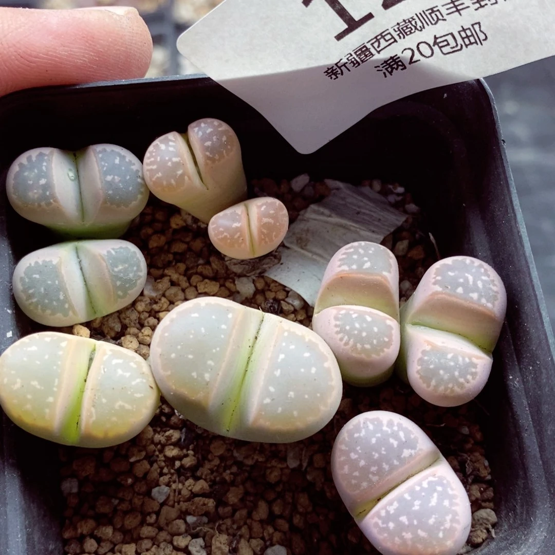 我的小姐姐们都是129