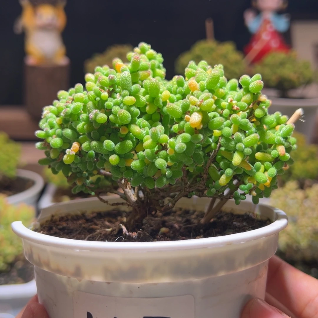 557金桔一物一拍包开箱