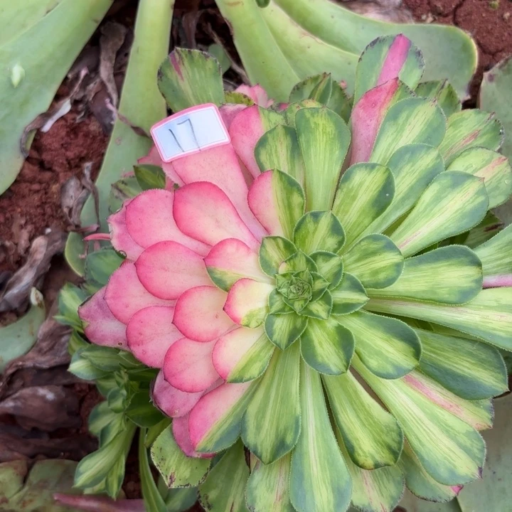 无花朵017特价知否无根无售后