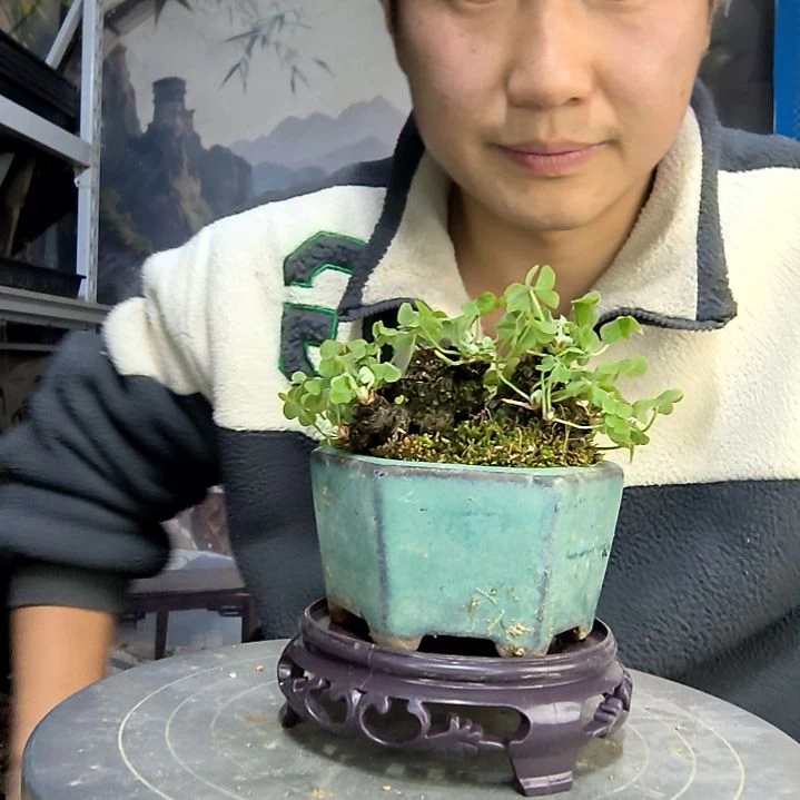 ****儿中青园艺一物一拍花16