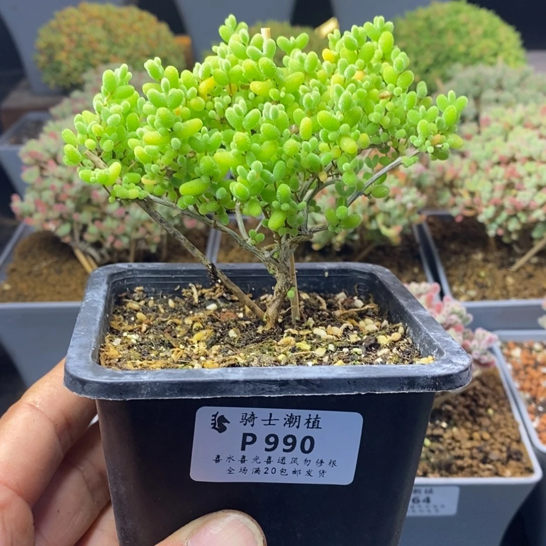 990蜜橘糖球枝干