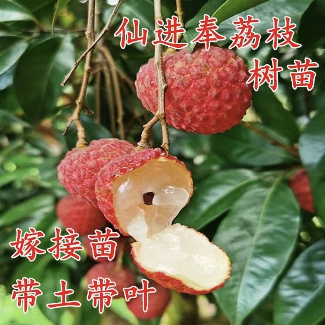 SIVON/喜言仙进奉荔枝苗荔枝嫁接果树苗盆栽阳台庭院地栽带土带叶