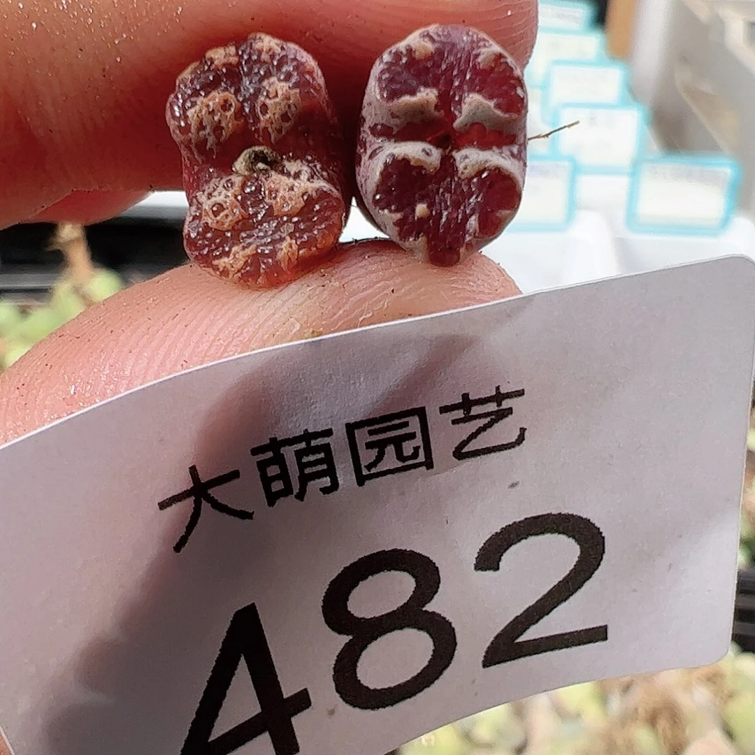 0000482 一物一拍……