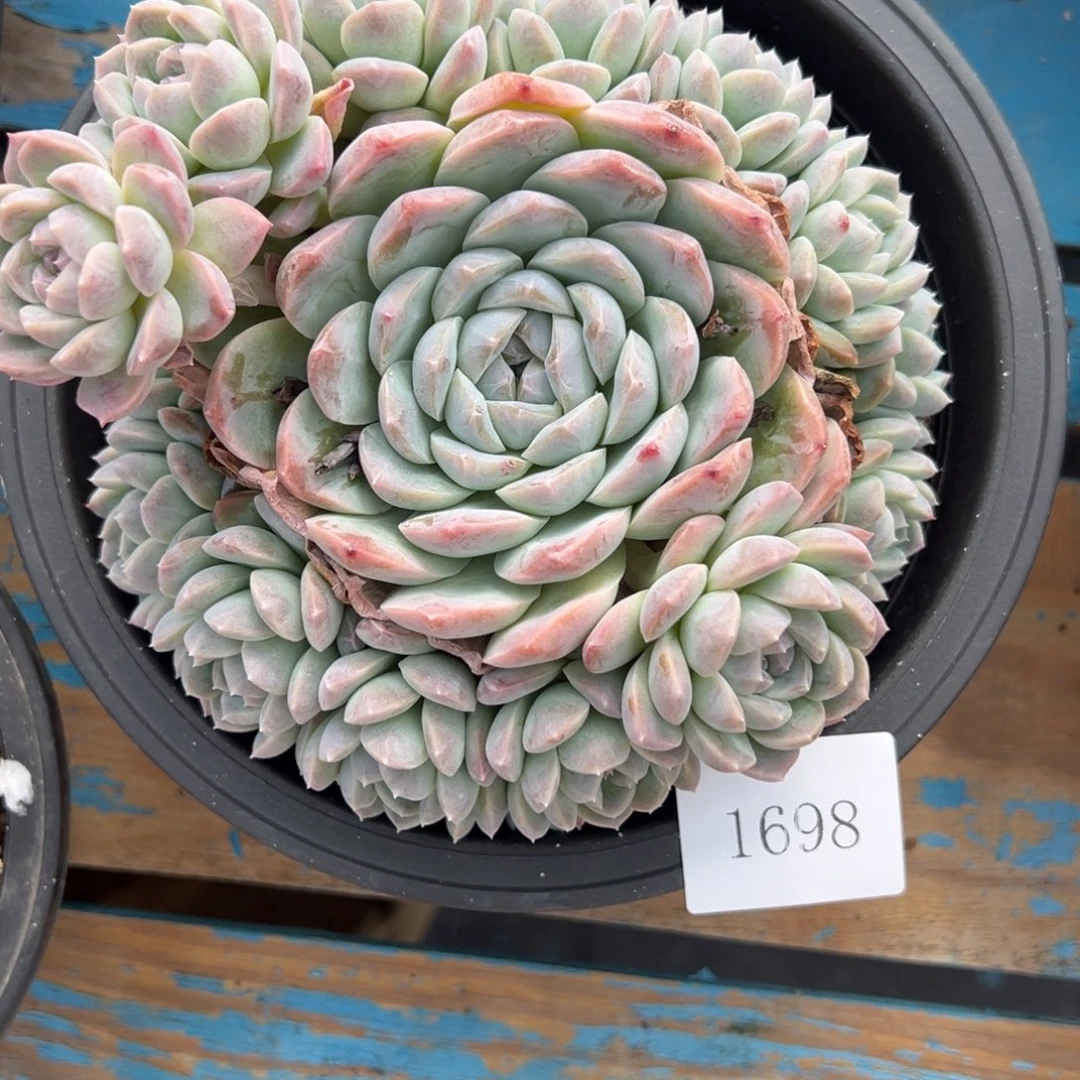 豆****哒1698肉肉肉肉肉肉肉肉