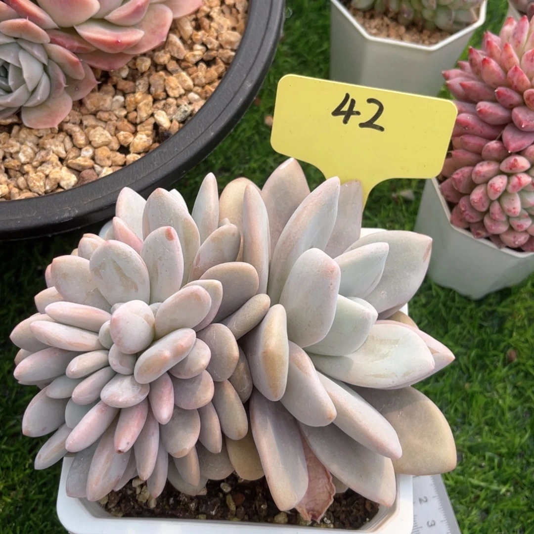 42号粉兔缀冠幅13一物一拍