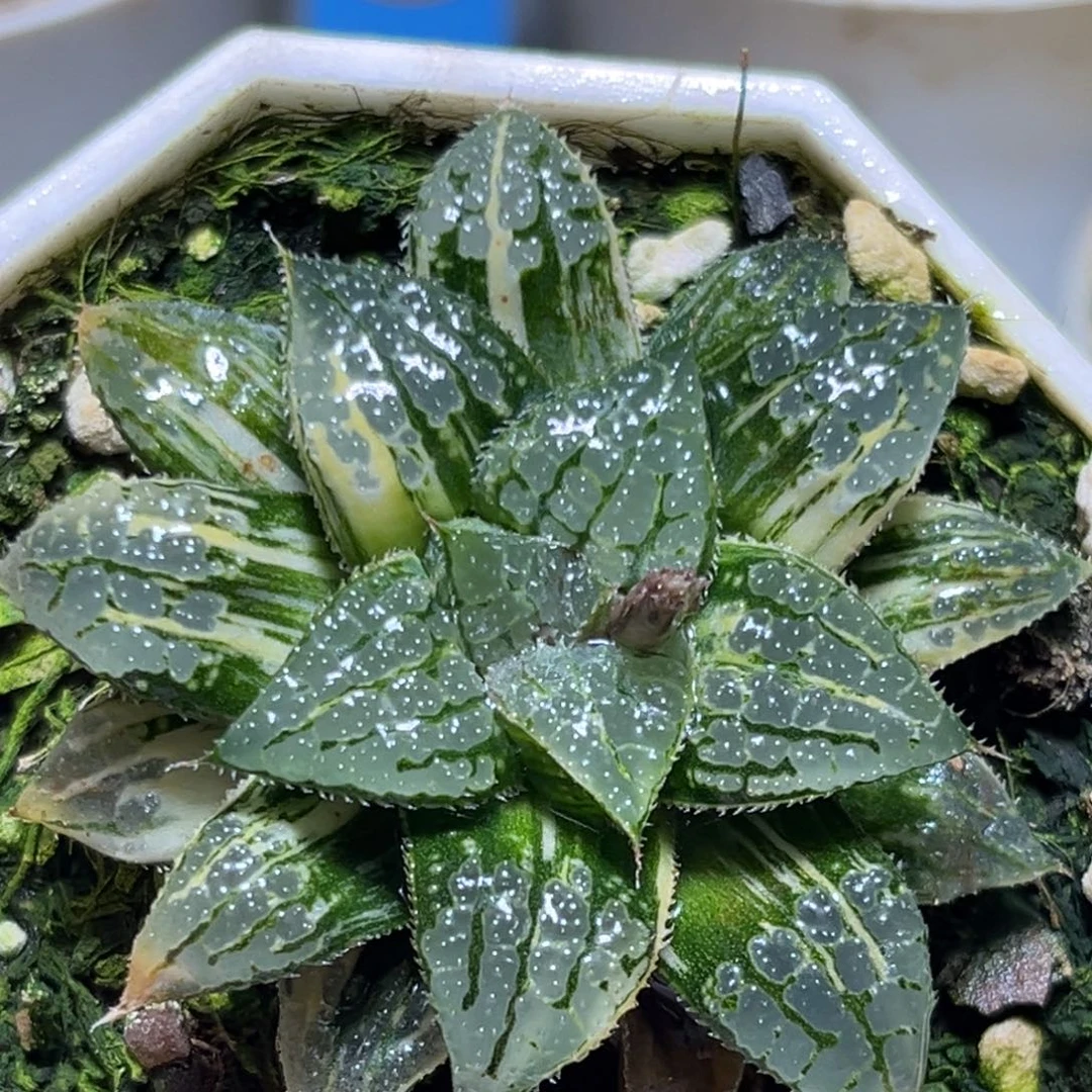 恭喜发财大吉大利545