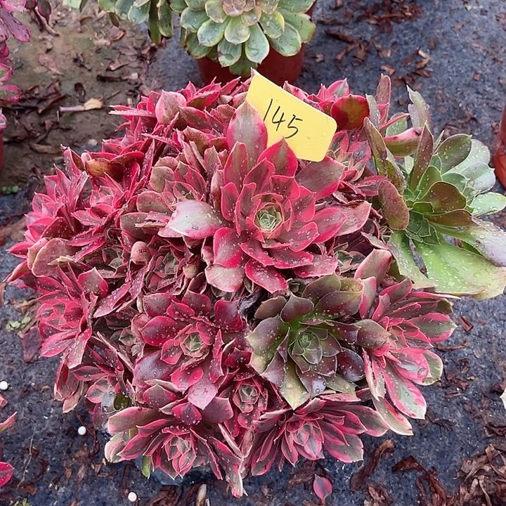 145一颗女妖法师多肉