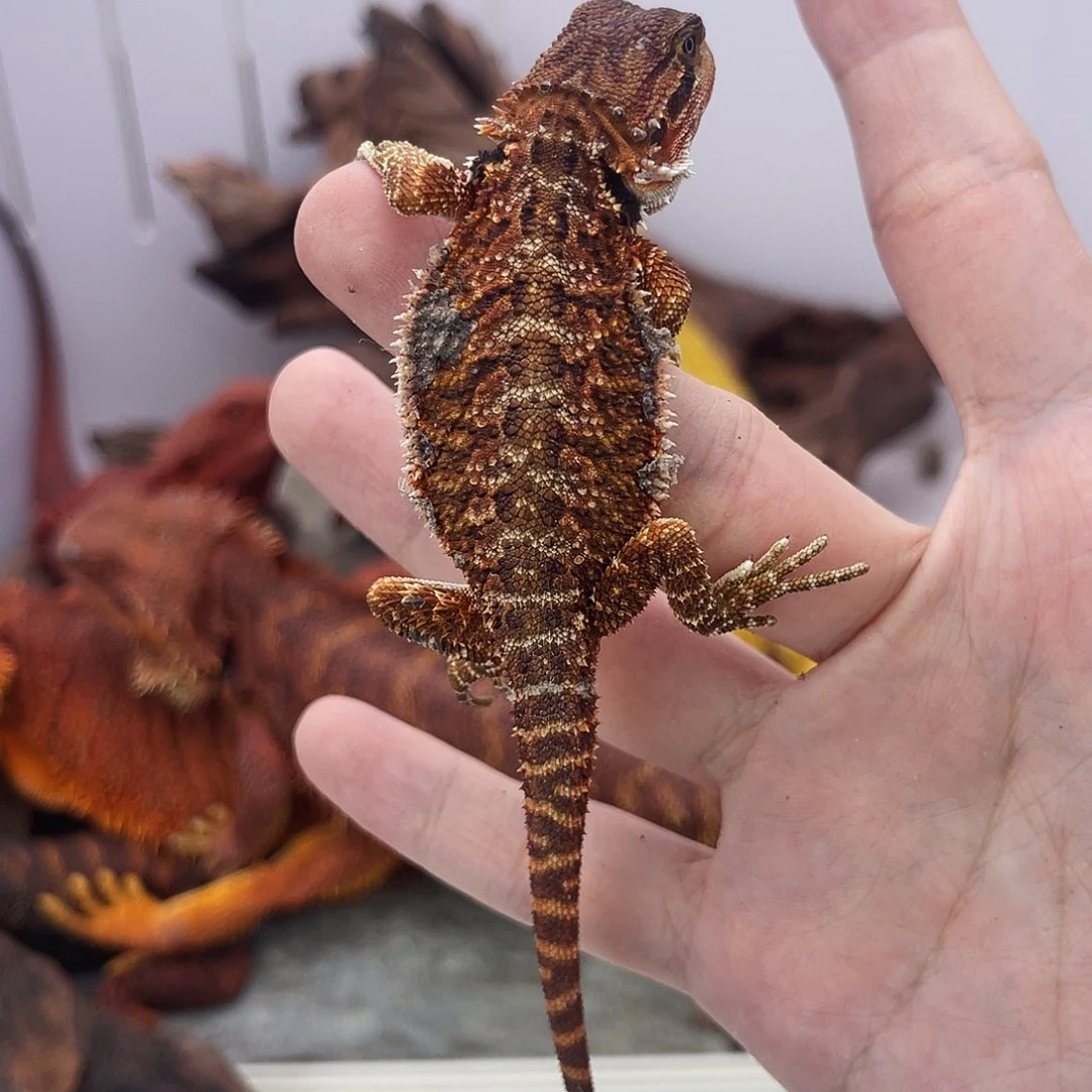 鬃狮蜥鬃狮蜥0013