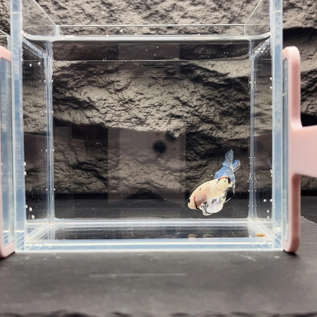 海水鱼宙斯斗鱼竞拍12-16