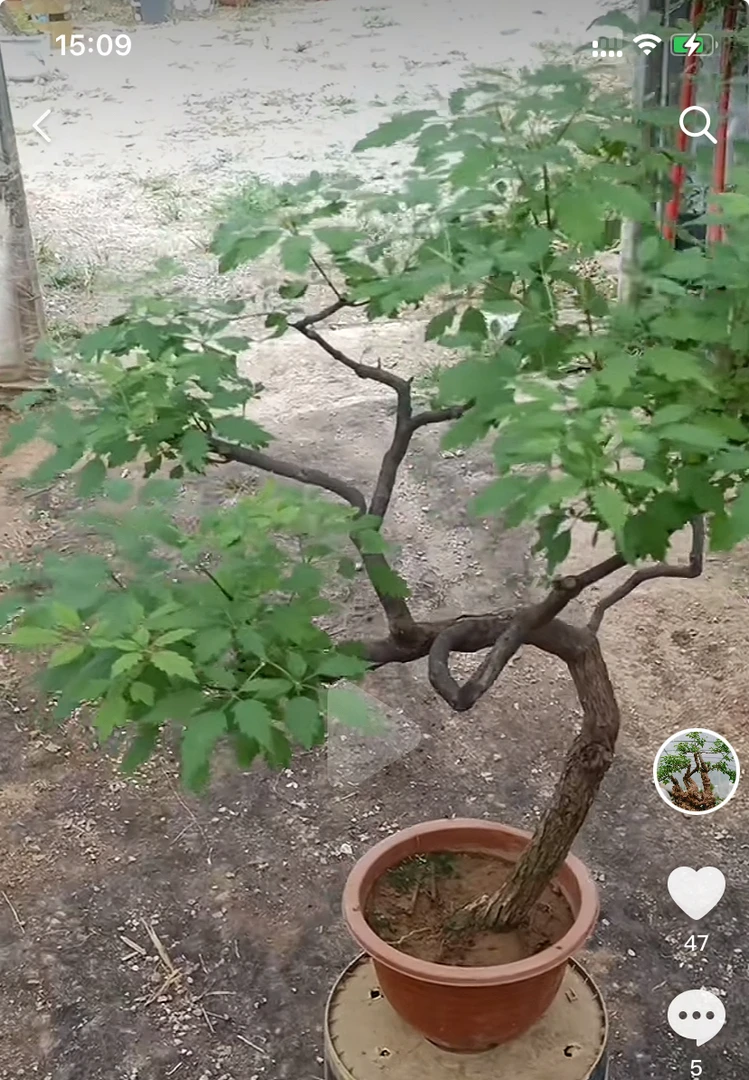 全冠精品小株黄荆特级绿植盆栽盆景盆景树