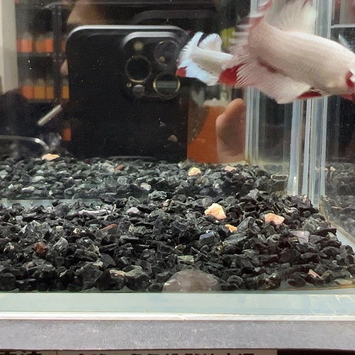 斗鱼跑單拉黑28日29