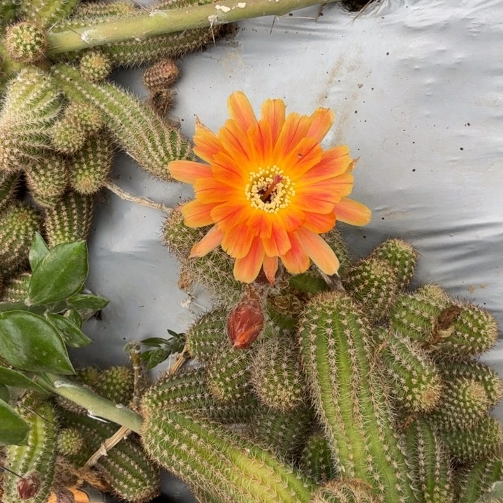 白檀仙人掌238带跟