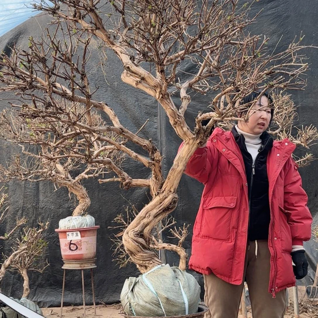 金银花金银花金花银花