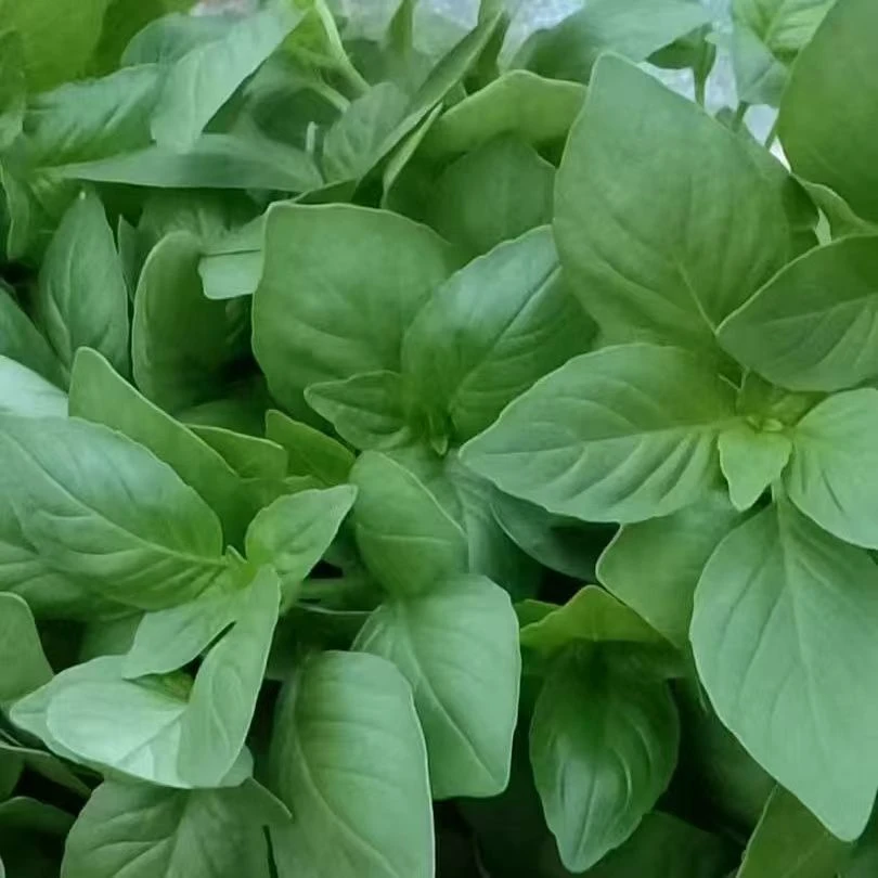 河南特产新鲜荆芥菜包邮大叶现拔带根荆菜新鲜蔬菜调味菜