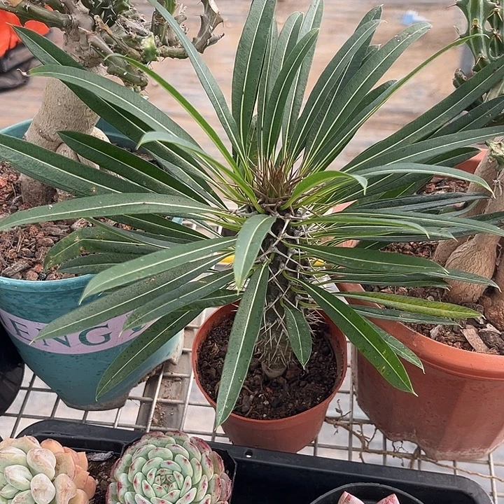 我也不知道我为什么要这样