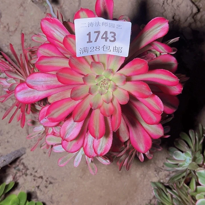 1743月婵多肉植物老桩