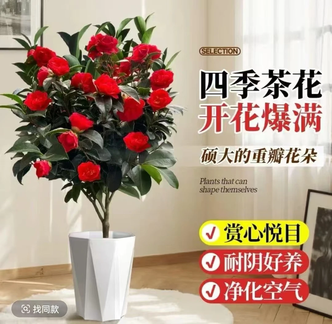 红赤丹茶花树苗盆栽四季开花好养庭院阳台花卉植物