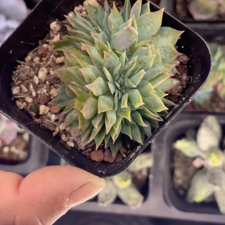 甜心缀化满18包邮