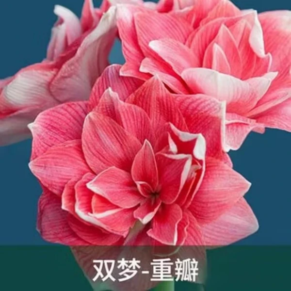 (双梦)朱顶红种球6-8厘米