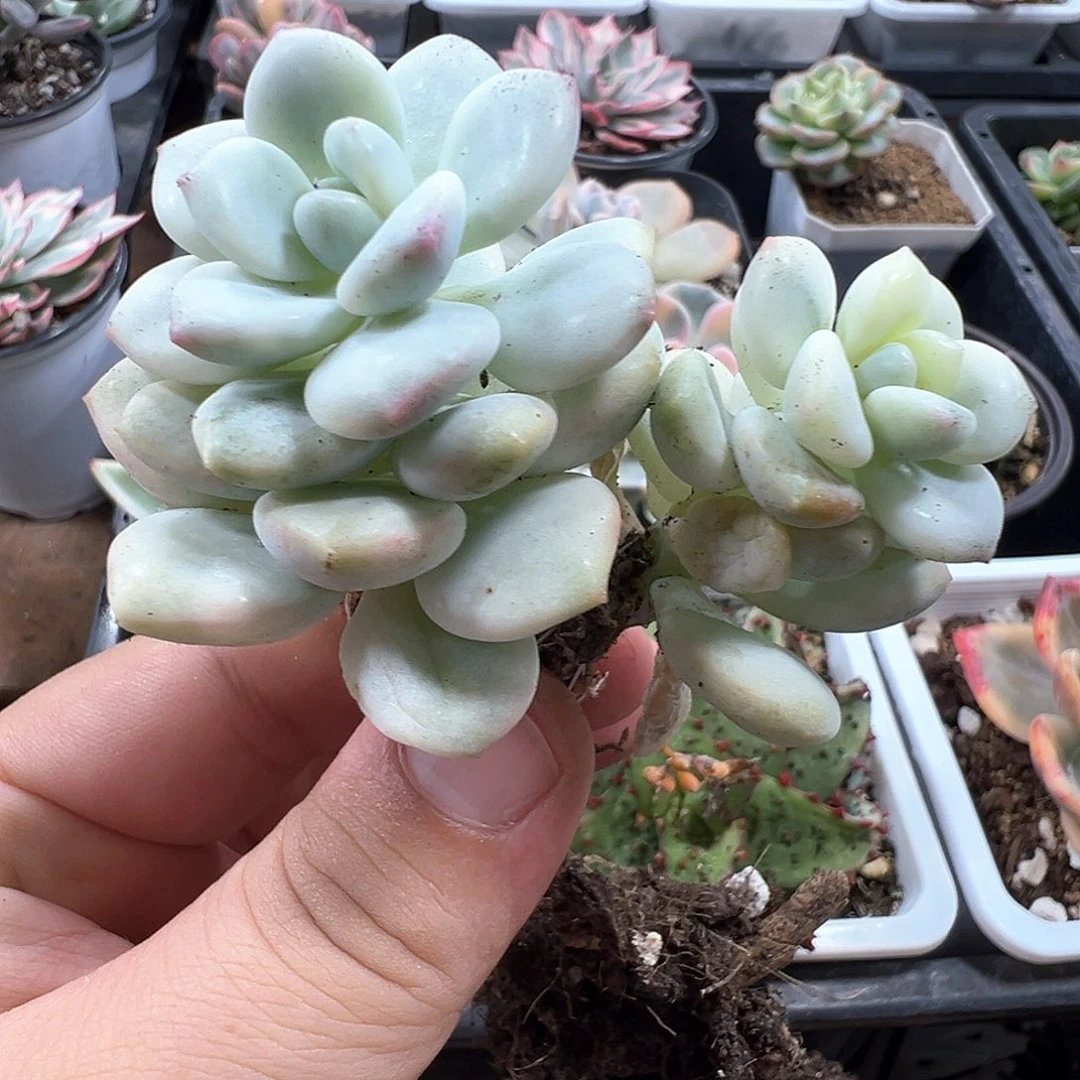 白马锦 小方花圃一物一拍