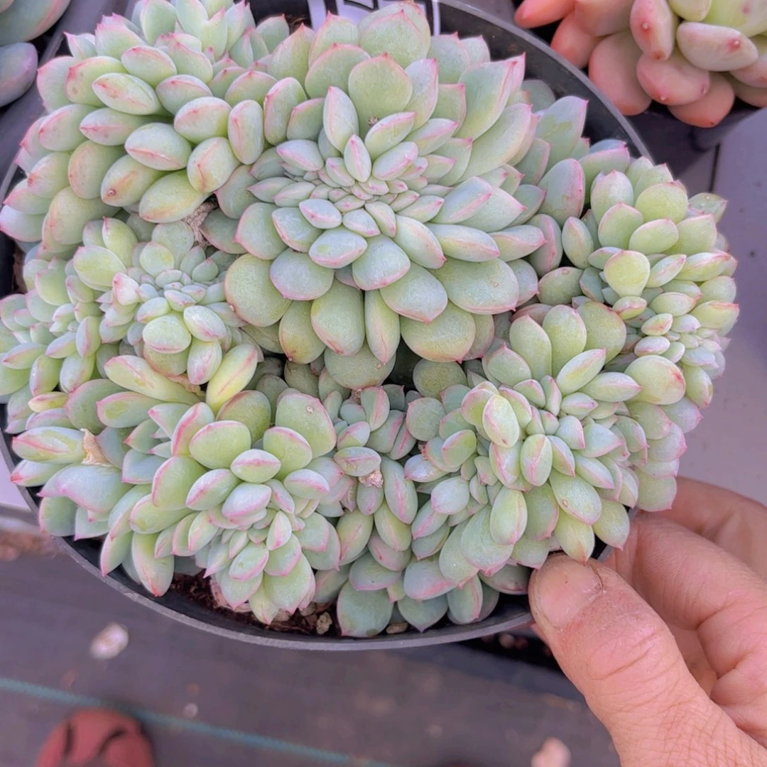 荷花缀04107多肉植物