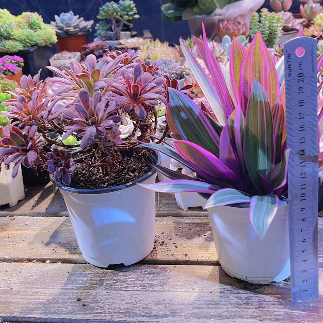 惊鸿法师。紫如兰11111111