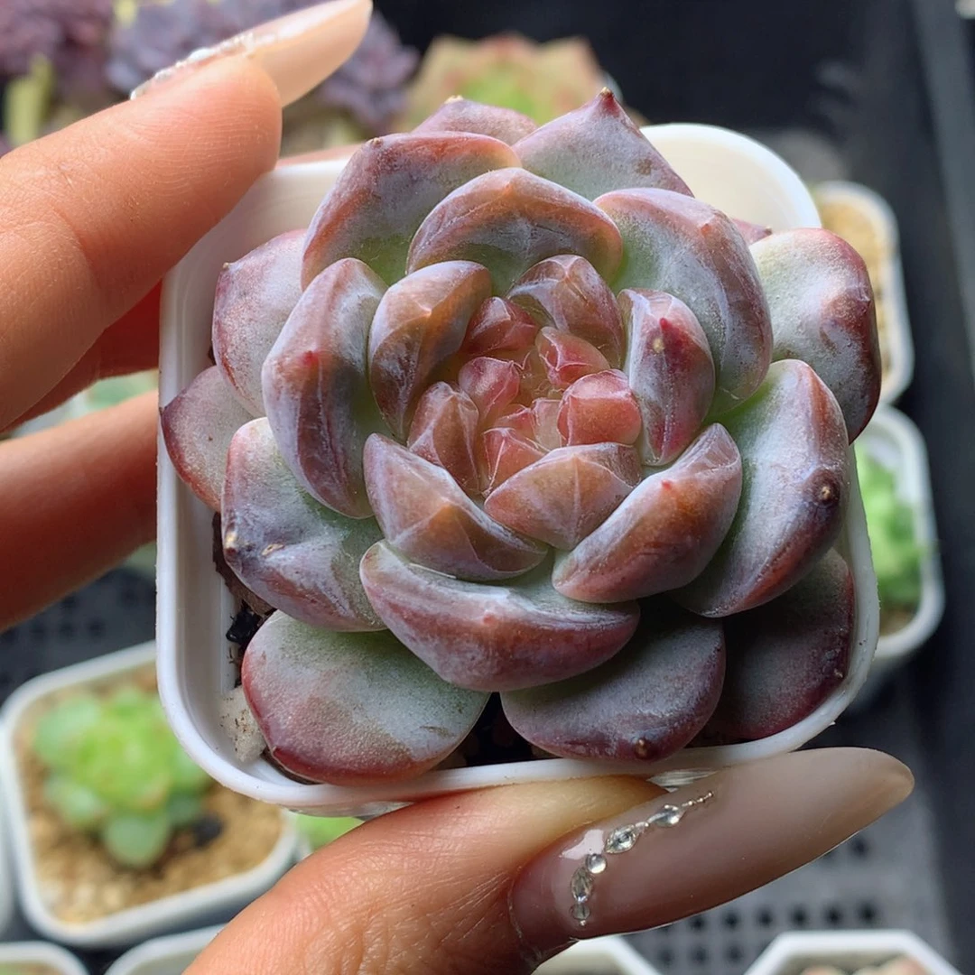 58包邮  群生不包整紫霞27