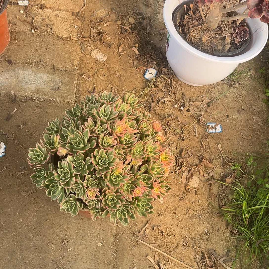 8甜茶法师多肉植物