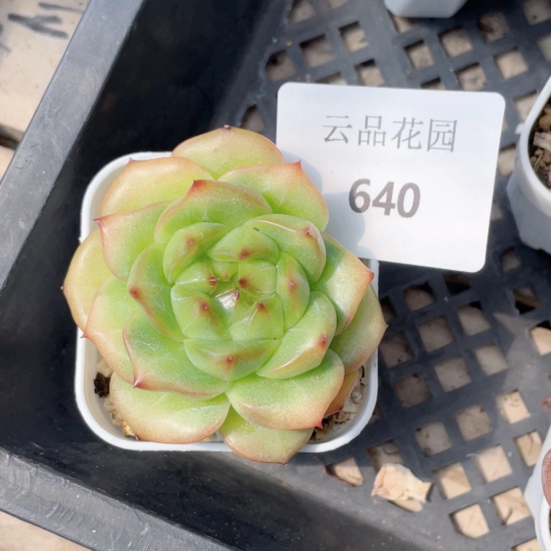 小***丑640号糖心冰心珍妮 挚爱