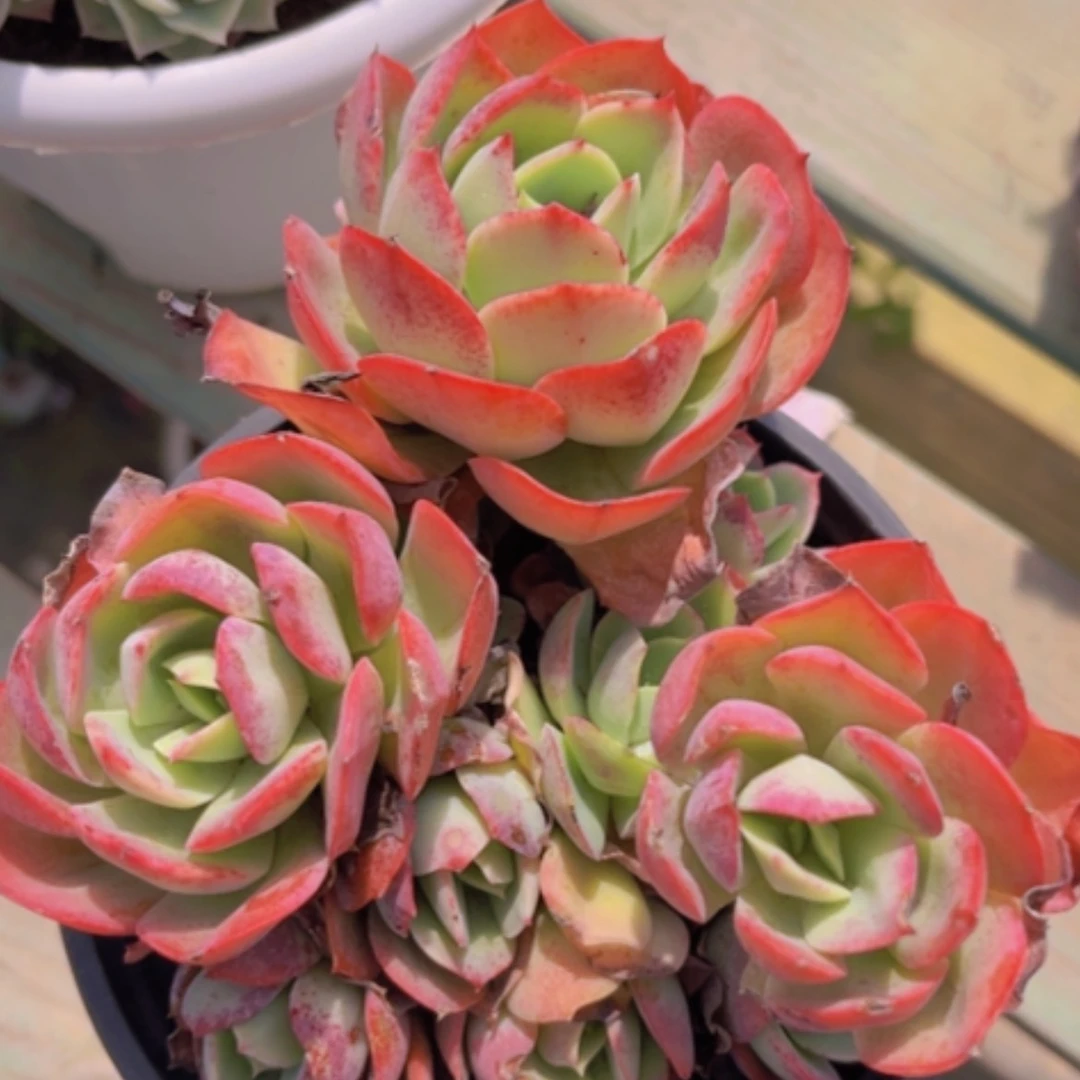 【闪购商品】克莉丝汀1776