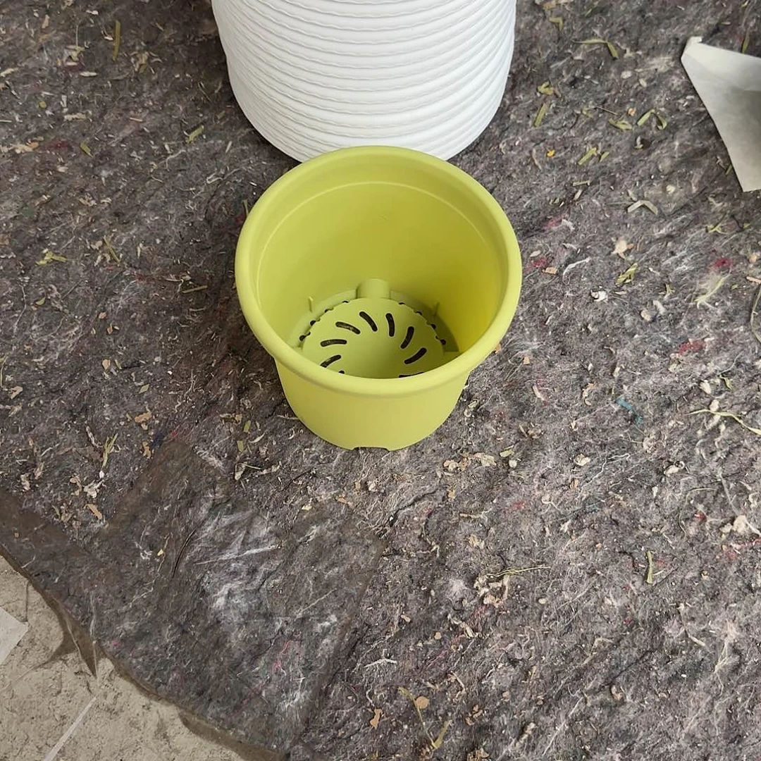 微瑕1号10个带托，果绿